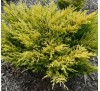 Можжевельник горизонтальный Лайм Глоу (Lime Glow) С2